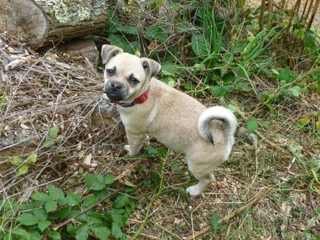 Two Kisses for Charley