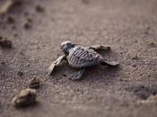 Hatching Baby Turtles