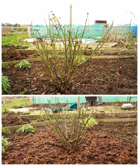 rose pruning - 'growourown.blogspot.com'