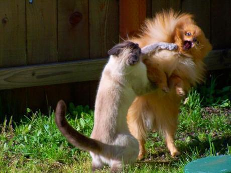 Photos: Funny ninja dogs and cats doing Kung Fu moves