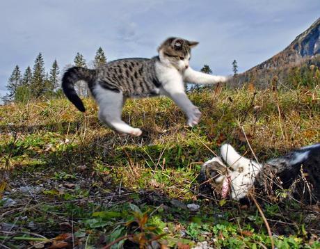 Photos: Funny ninja dogs and cats doing Kung Fu moves