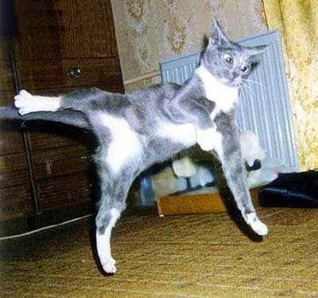 Photos: Funny ninja dogs and cats doing Kung Fu moves