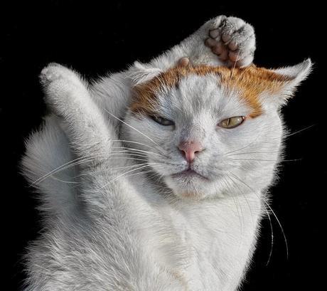 Photos: Funny ninja dogs and cats doing Kung Fu moves