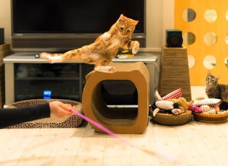 Photos: Funny ninja dogs and cats doing Kung Fu moves