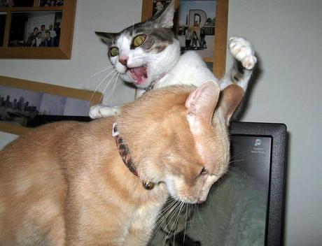 Photos: Funny ninja dogs and cats doing Kung Fu moves