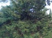 Juniperus Virginiana ‘Glauca’