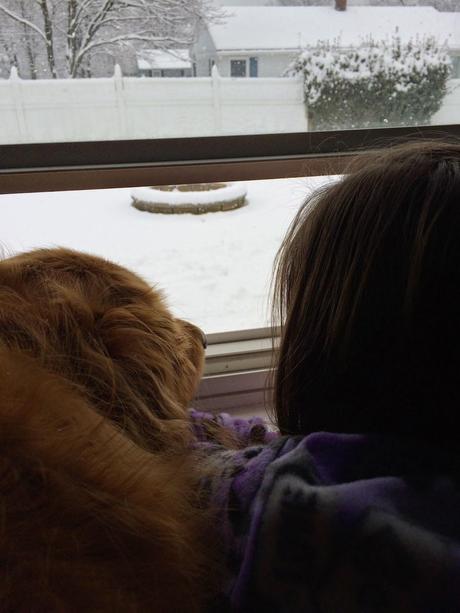 Dog Watches Snowflakes Fall