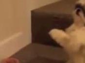 Dogs Grace, Thanking Jesus Their Bounty