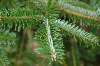 Abies fabri Leaf (30/01/14, Kew Gardens, London)