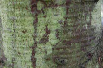 Abies fabri Bark (30/01/14, Kew Gardens, London)