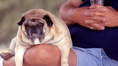 Why Are Most Dogs and Cats Obese Now?