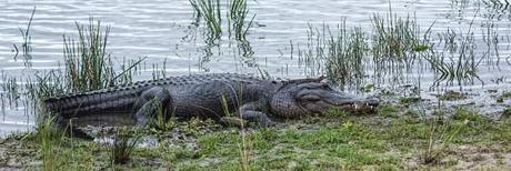 Mother-and-Baby-Gators-1