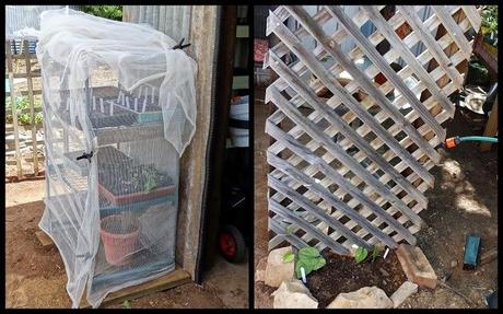 End of January...Greenhouse.