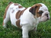 Commercial General Liability Bulldog Case