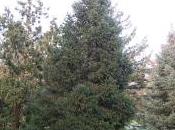 Picea Schrenkiana