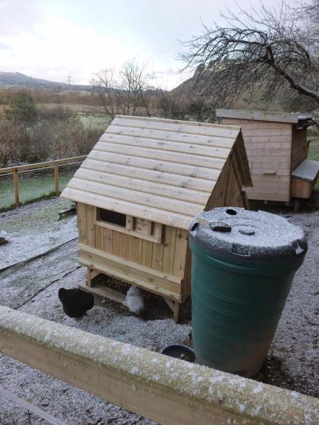 A Frosty Morning in Chicken World