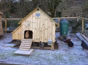 Frosty Morning Chicken World