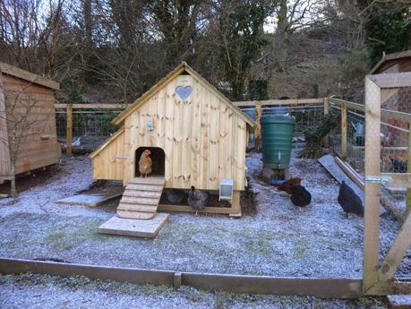 A Frosty Morning in Chicken World