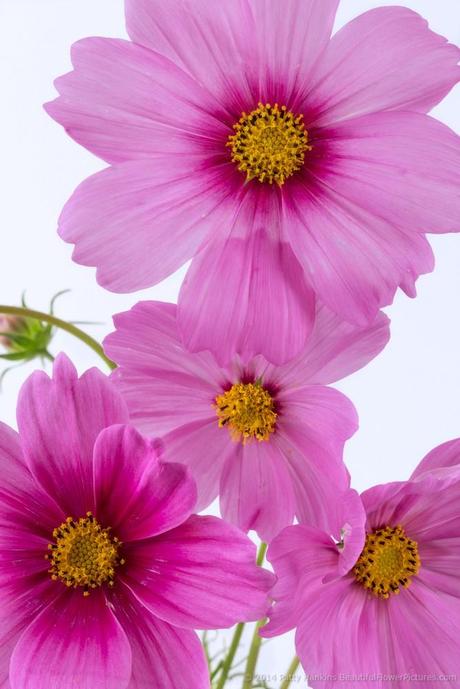 Pink Cosmos © 2014 Patty Hankins