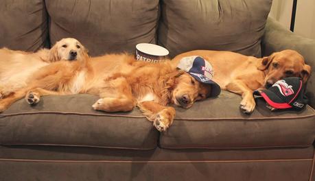 Dogs Recovering From Patriots #SuperBowl Win!