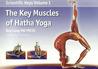 The Key Muscles of Hatha Yoga