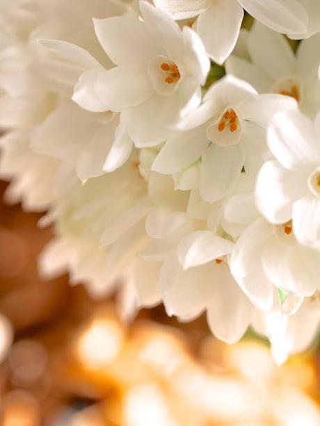 Paperwhite-and-Hydrangea-Arrangement