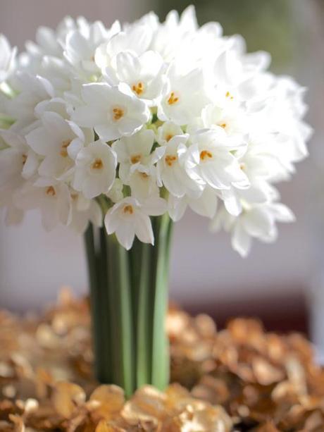 Paperwhite-and-Hydrangea-Arrangement