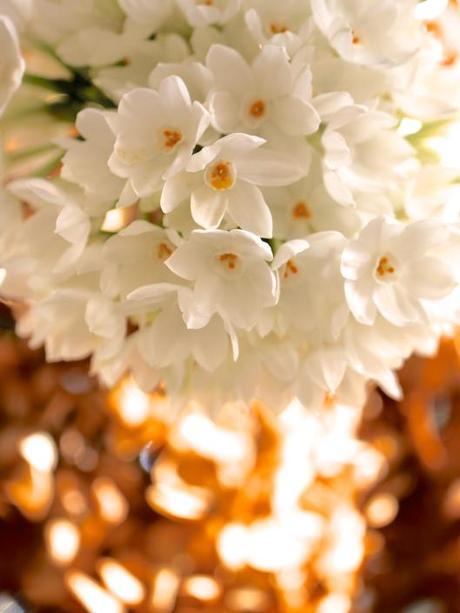 Paperwhite-and-Hydrangea-Arrangement