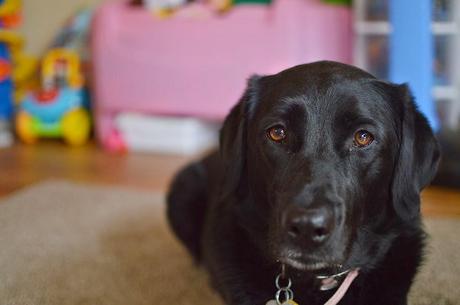 Valentine's Day treats for local animal shelters