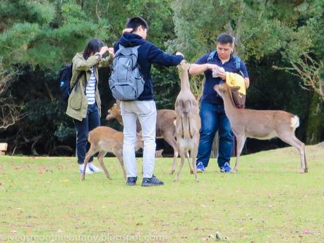 Osaka/ Tokyo Autumn Itinerary 2014: Day 4 (Part 1)- Kyoto's Nara Deer Park