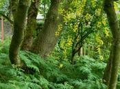 Sweet Cicely