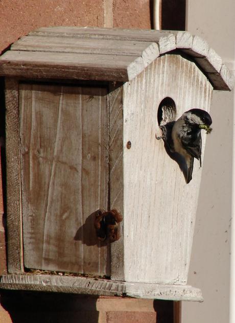 Nesting Coal Tits in bird box National Nest Box Week February Coal Tits in bird box