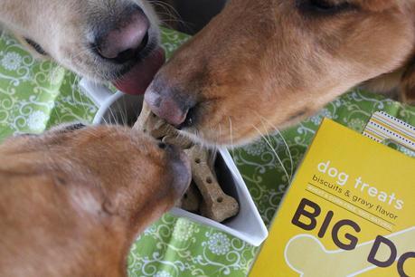 Big Bones for the Big Dog in Your Life