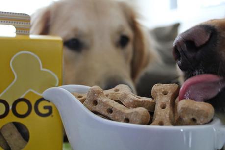 Big Bones for the Big Dog in Your Life