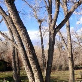 Cottonwoods Are Thirsty