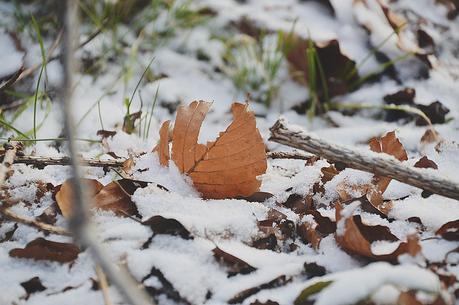 Snow Day!