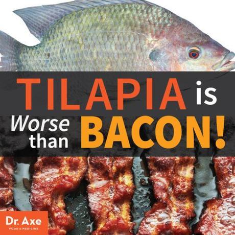Eating Tilapia is Worse Than Eating Bacon – Dr Axe
