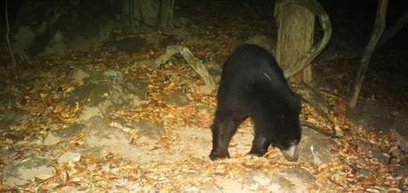 Sloth bear hopefully looking for some mangoes to munch on