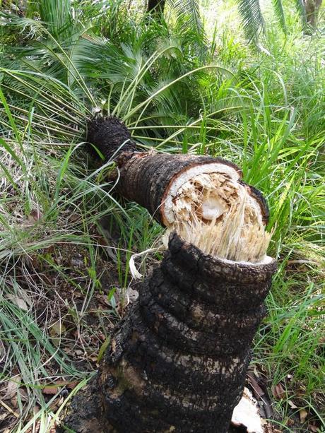 Phoenix palm smashed by elephant