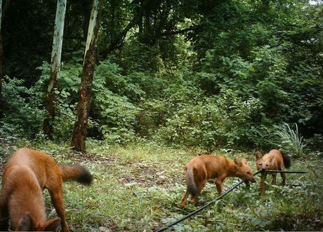 Dholes chewing on water pipes