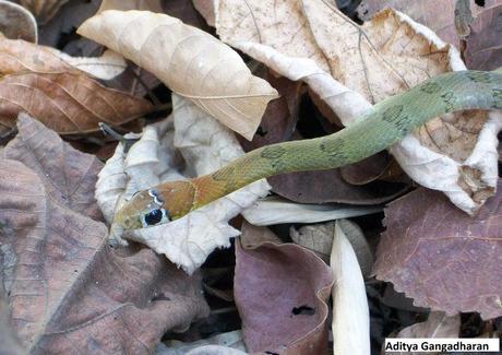 Hill keelback