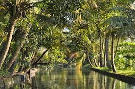 Beauty of Kerala Backwater