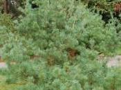 Pinus Morrisonicola
