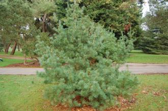 Pinus morrisonicola (30/12/14, Kew Gardens, London)