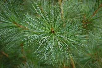 Pinus morrisonicola Leaf (30/12/14, Kew Gardens, London)