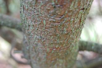 Pinus morrisonicola Bark (30/12/14, Kew Gardens, London)