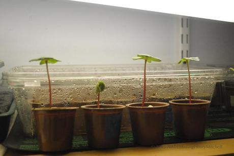 Cotton seedlings started in Keurig cups.