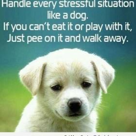 good-funny-dog-puppy-cute-life-quotes-sayings-picture-images