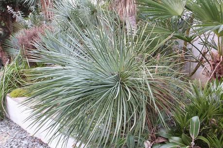 Winter Colour, Winter Interest