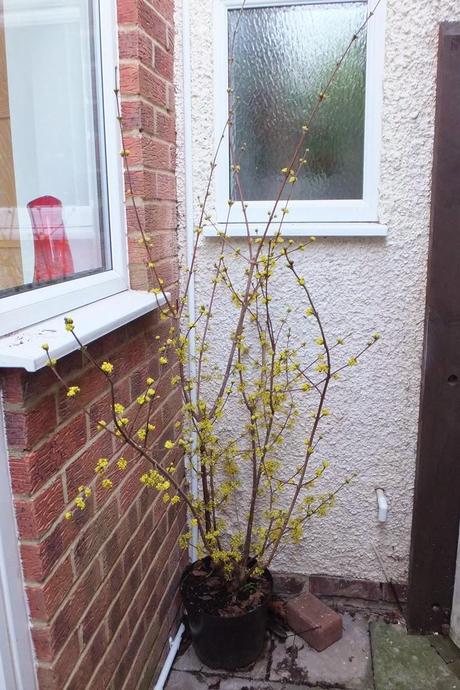 Winter Colour, Winter Interest